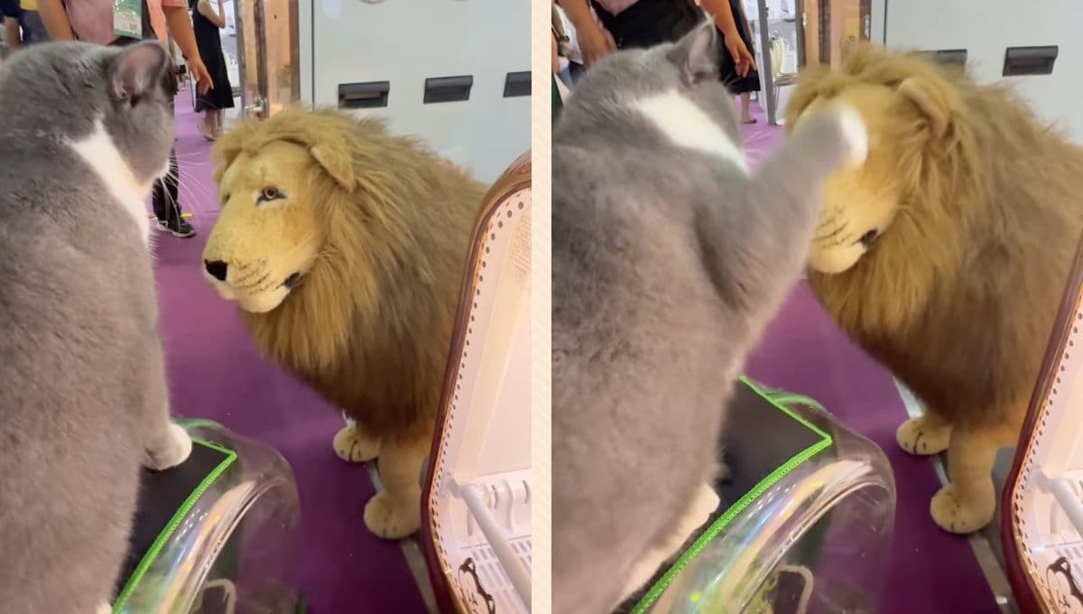 VIDEO: Gato ataca a peluche de león tras sentirse amenazado