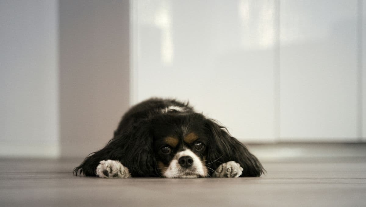 ¿Tu perro llora cuando te vas de casa? Consejos para controlar su estrés cuando se queda solo