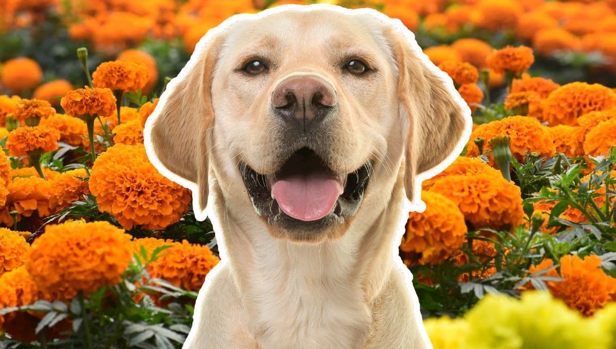 ¿El cempasúchil es malo para los perros? Lo que debes saber si tu lomito se come tu ofrenda de Día de Muertos