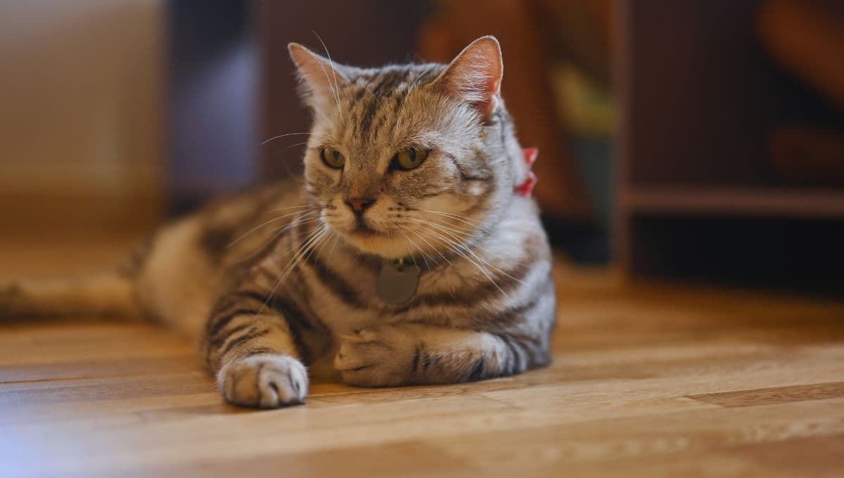 Esto es lo que le pasa a tu gato cuando le das catnip, la hierba gatera