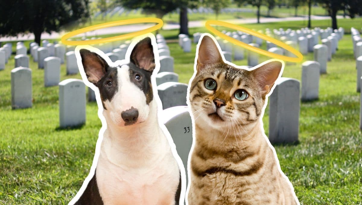 Cementerio de mascotas en CDMX: ¿dónde enterrar a tus perros y gatos que fallecieron?
