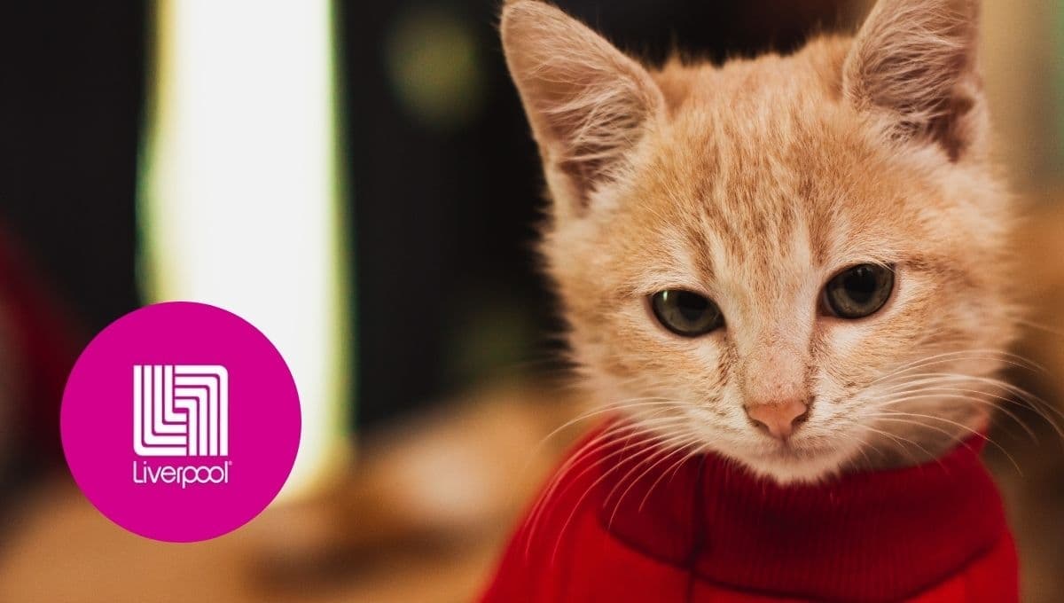 No esperes más y asegúrate de que tu gato esté calientito y a la moda este otoño