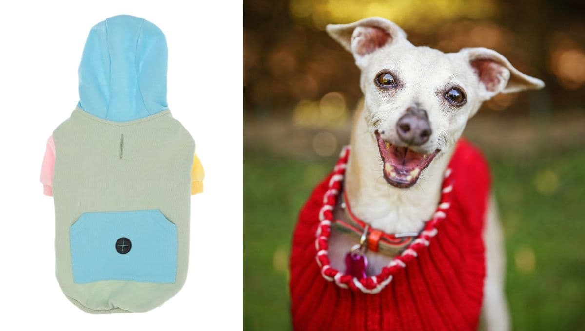 Liverpool pone en descuento la sudadera para perro que combina con tu outfit, perfecta para el frío
