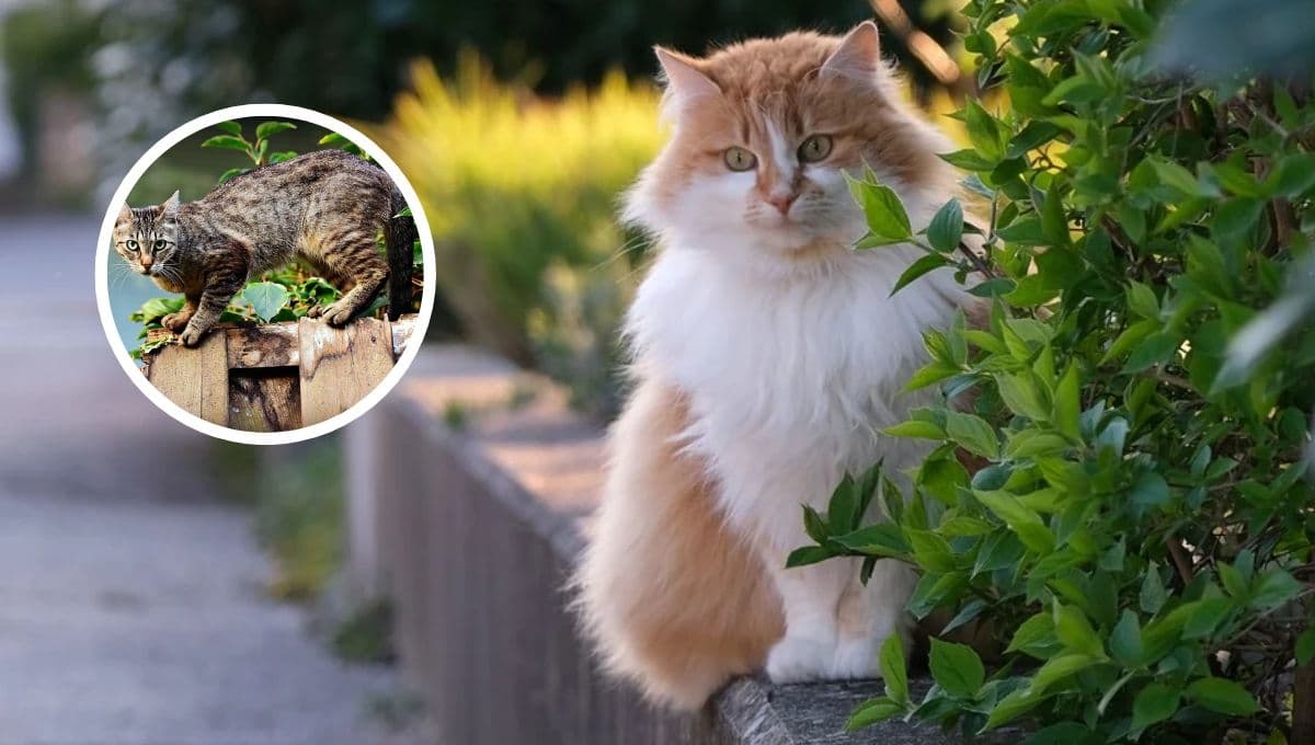 3 características de un gato que se quiere ir de casa