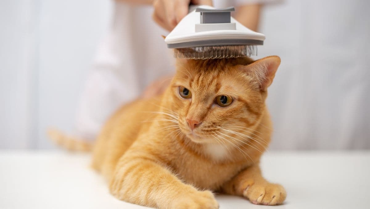 Alimentos y cuidados que necesita tu gato si está perdiendo el pelo