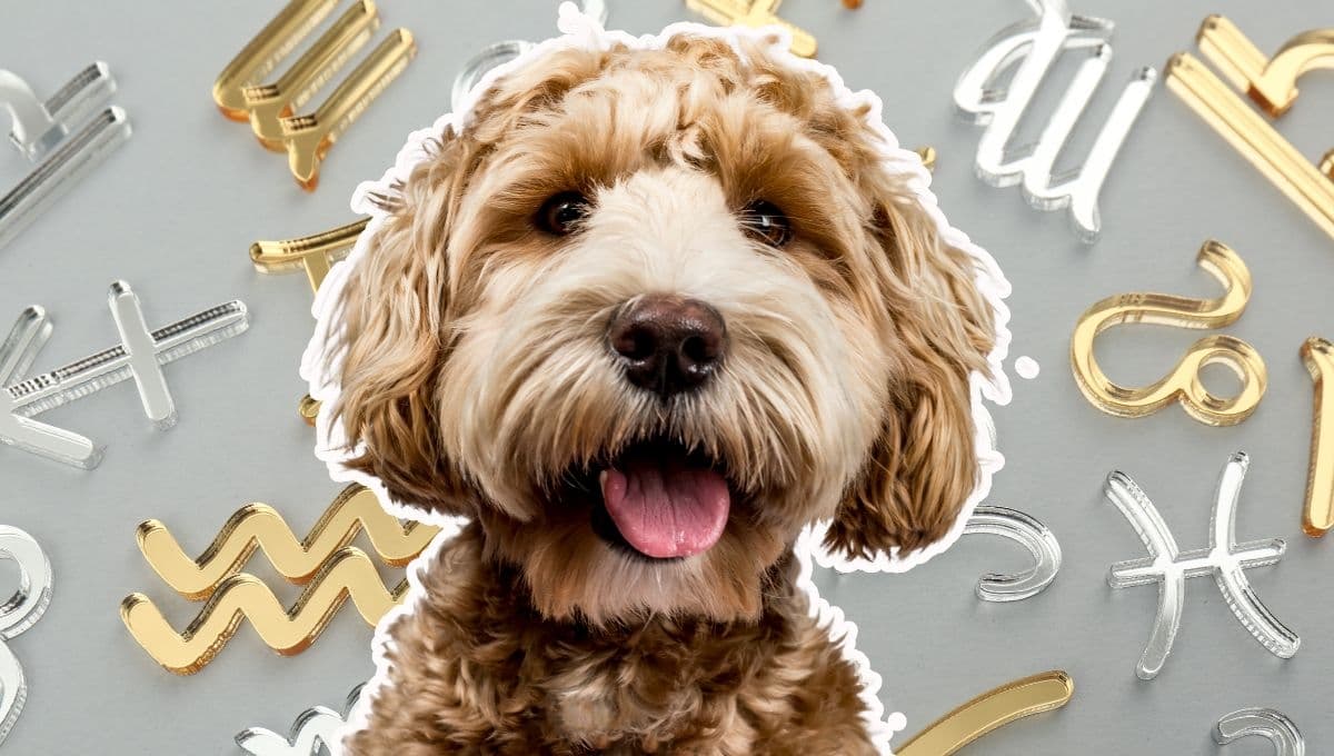 Horóscopo de tu perro: Las predicciones para tu lomito hoy sábado 2 de noviembre
