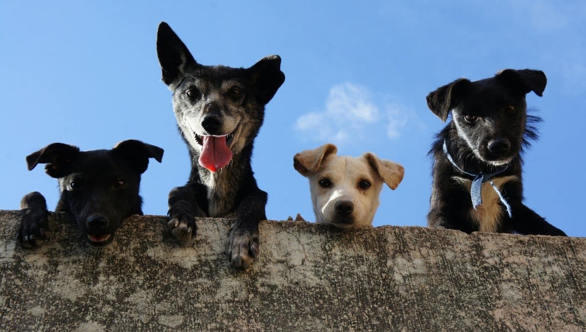 ¿Cuál es la tienda que vende ropa y accesorios para perros desde 12 pesos? Esta es su ubicación