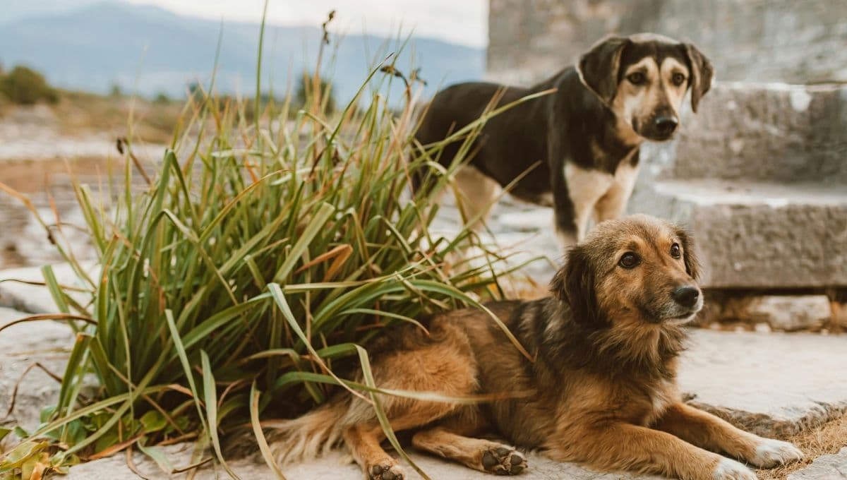 Invierno 2024: ¿Qué hacer si mi perro tiene frío?