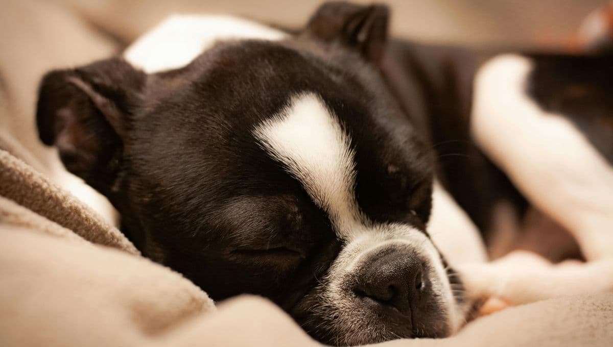 4 fotos de perros sorprendidos que te alegrarán el día; ¿cuál es tu favorita?