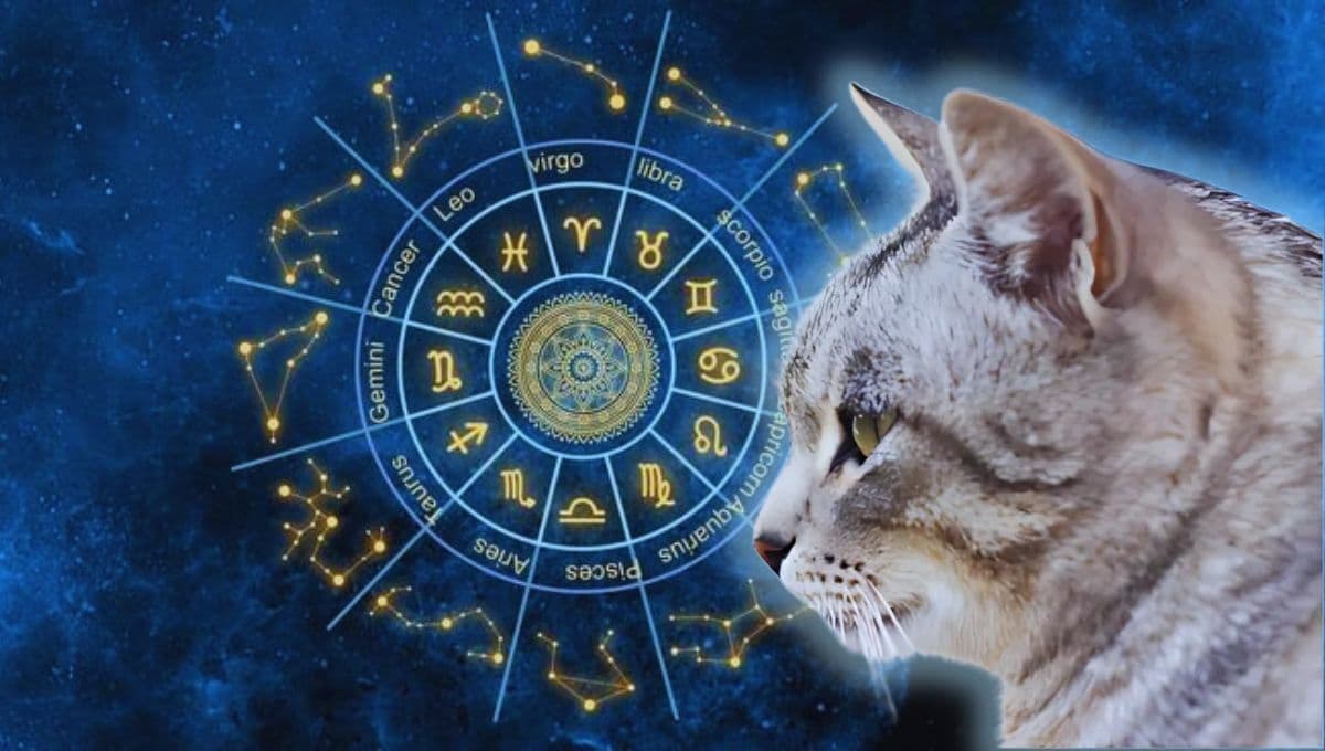 Horóscopo de tu gato: Las predicciones para tu michi hoy domingo 10 de noviembre
