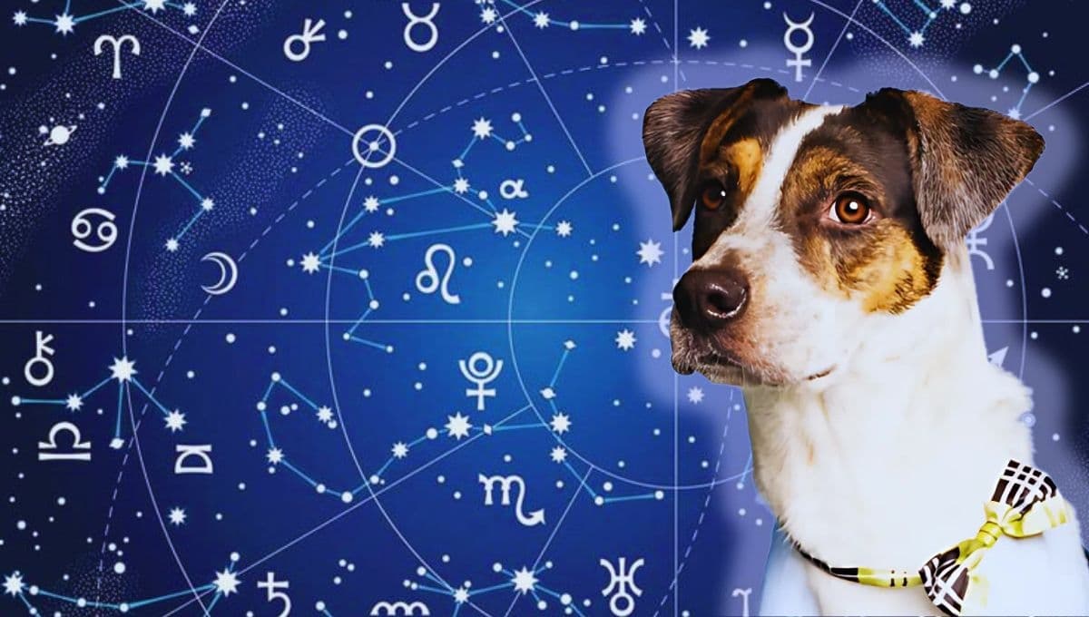 Horóscopo de tu perro: Las predicciones para tu lomito hoy domingo 10 de noviembre