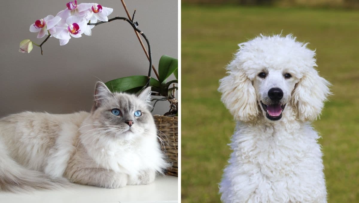 ¿Qué alimentos naturales puede comer mi perro o gato?