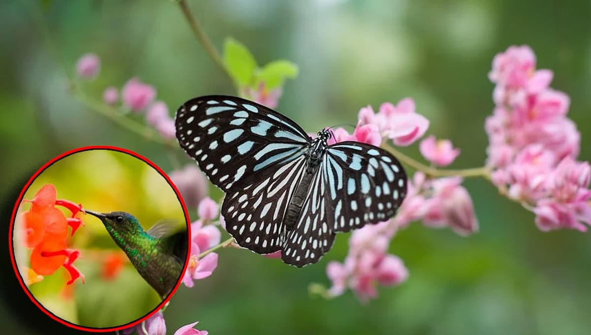 ¿Cómo atraer mariposas y aves al jardín rápido?