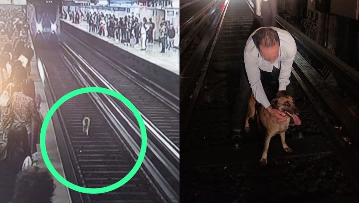 Metro CDMX rescata a perrito en Línea 2 que caminaba sobre las vías | FOTOS
