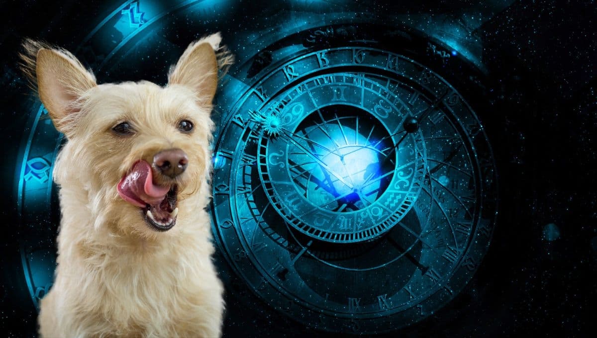 Horóscopo de tu perro: Las predicciones para tu lomito hoy martes 5 de noviembre