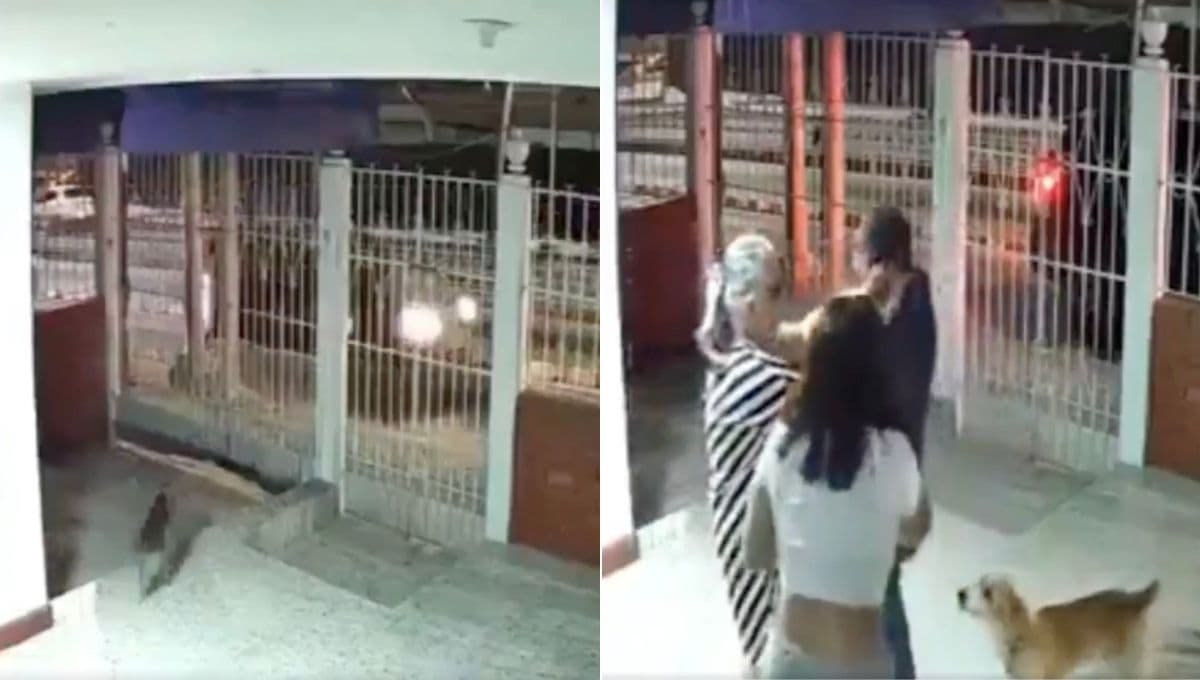 VIDEO: perro regresa solito a casa luego de 2 años perdido y así reaccionaron sus dueños