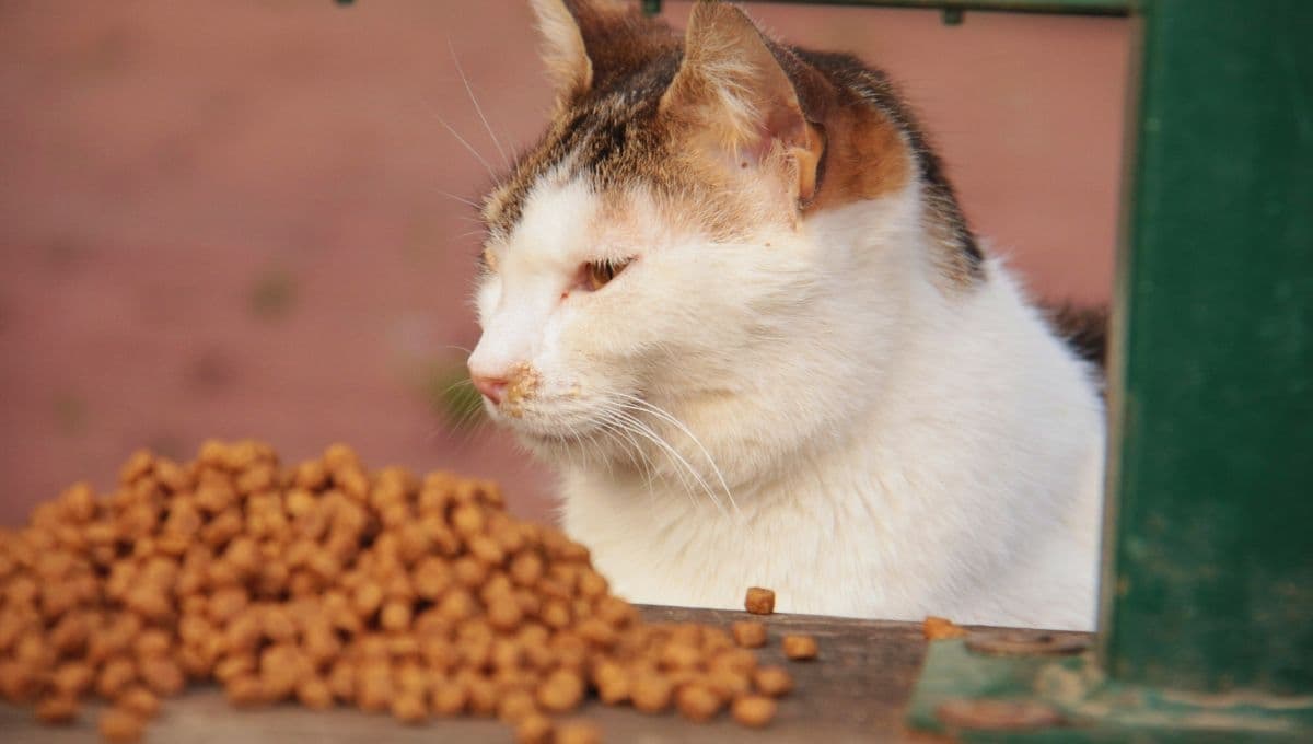 ¡Malas y caras! Las croquetas para gato que los expertos no recomiendan