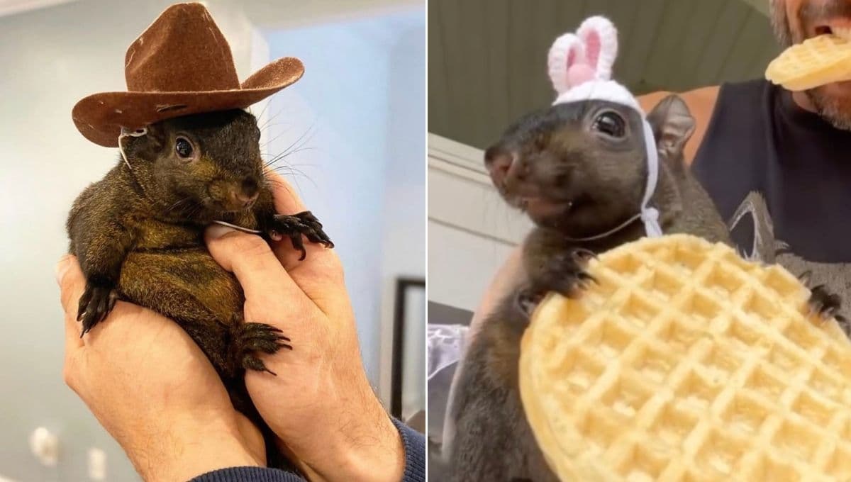 Peanut, la ardilla influencer: las FOTOS más tiernas con los que siempre la recordaremos