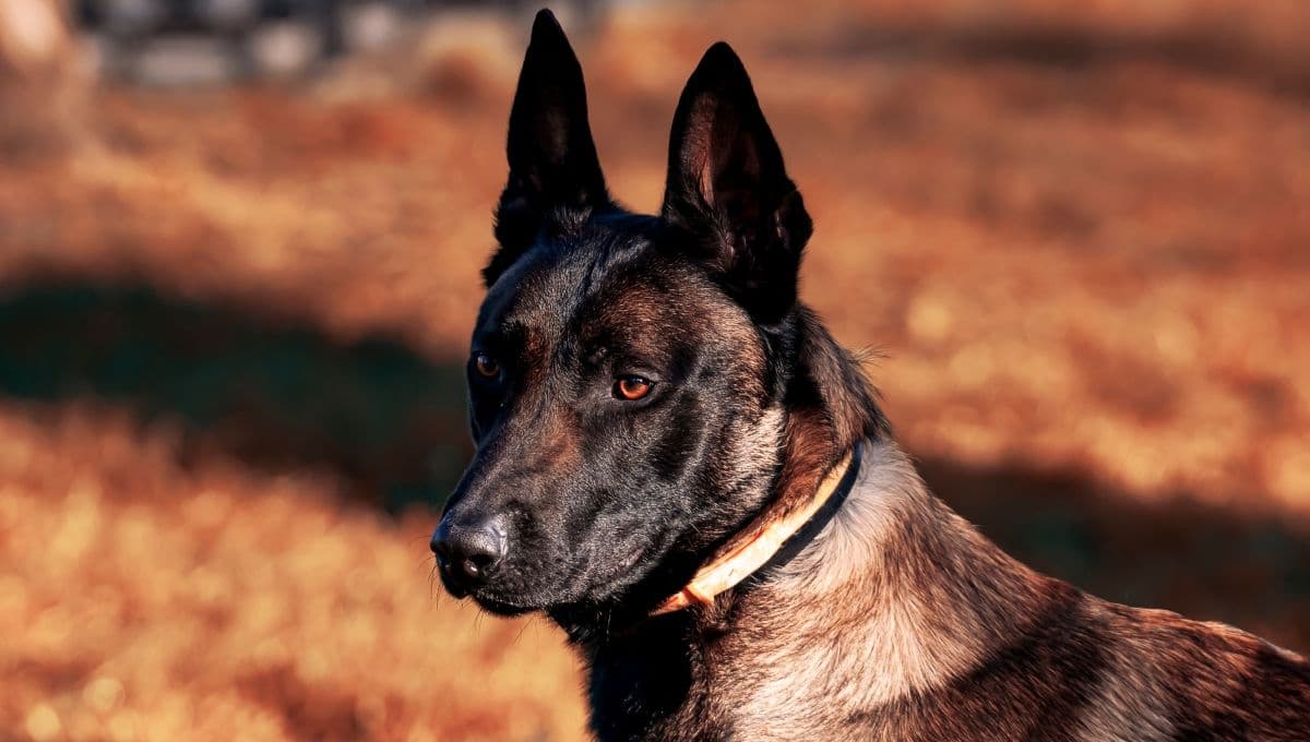 ¿Cuál es la raza de perro más inteligente del mundo?