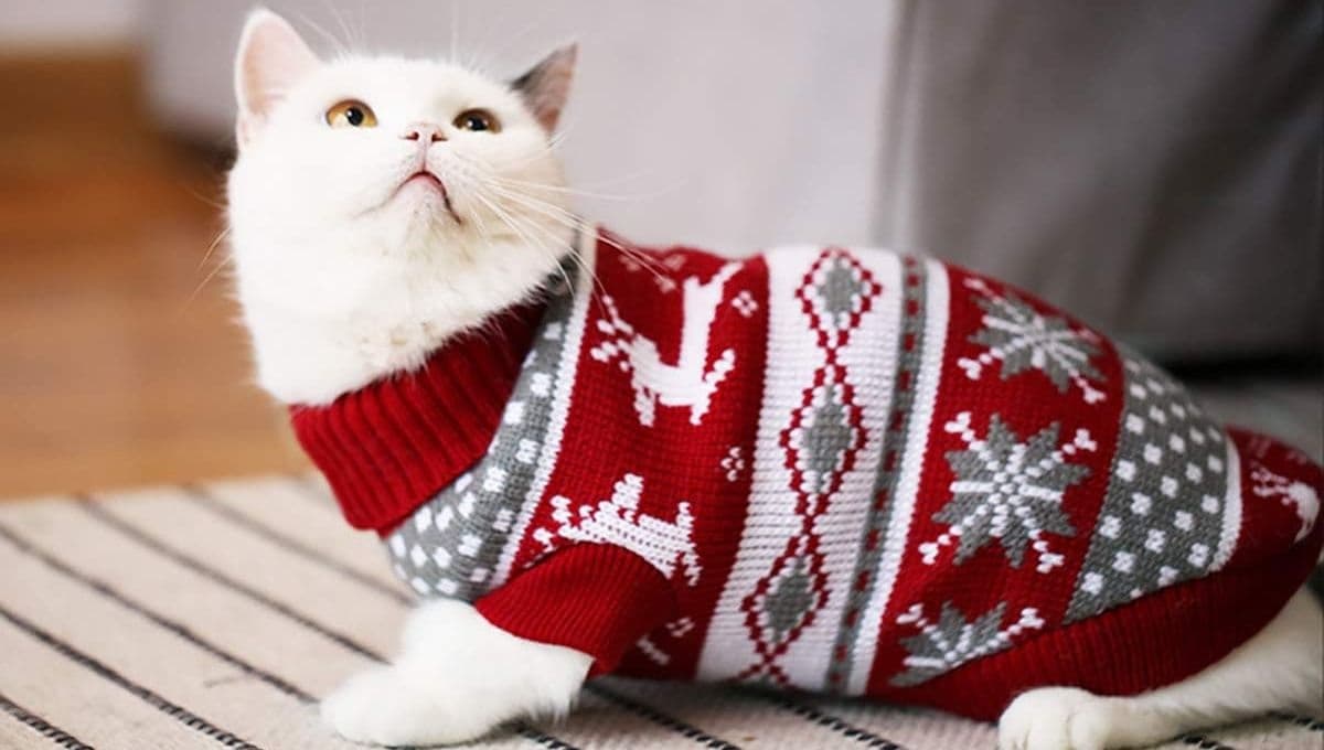 El suéter navideño para gatito que Amazon tiene por menos de 100 pesos