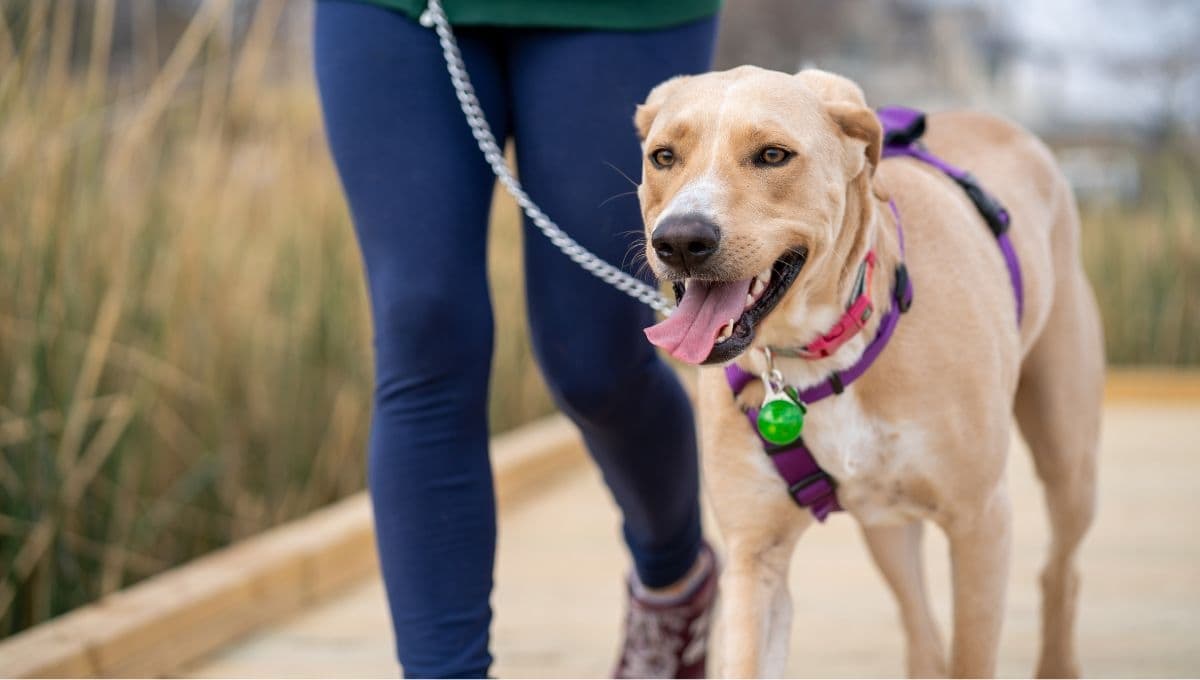 ¿Puedo sacar a pasear a mi perro con frío? Esto es lo que debes saber