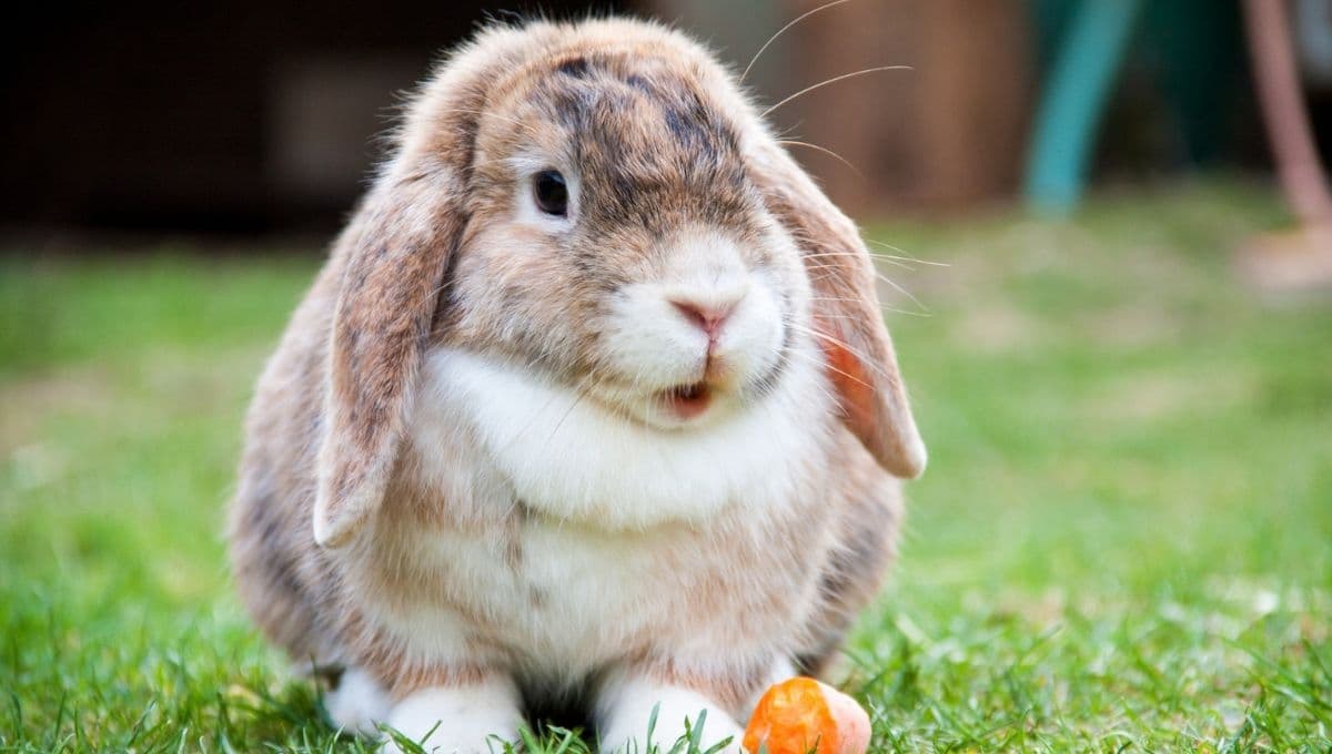 ¿Cómo hacer que un conejo te tenga confianza? Consejos para ganarte su corazoncito