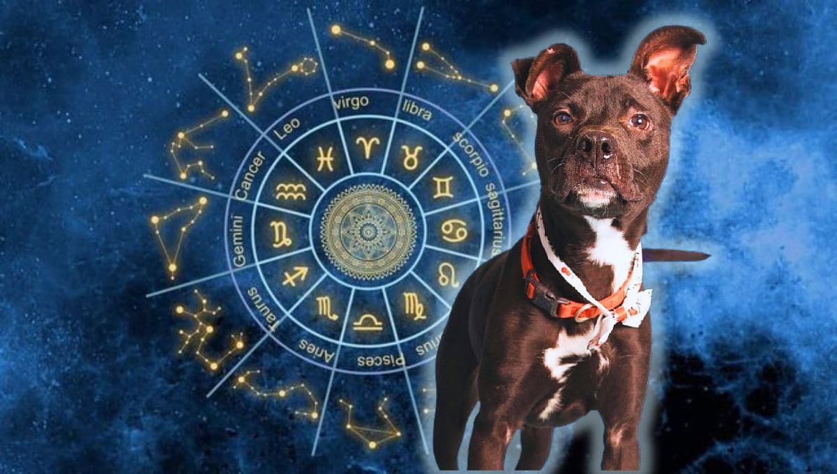 Horóscopo de tu perro: Las predicciones para tu lomito hoy lunes 11 de noviembre