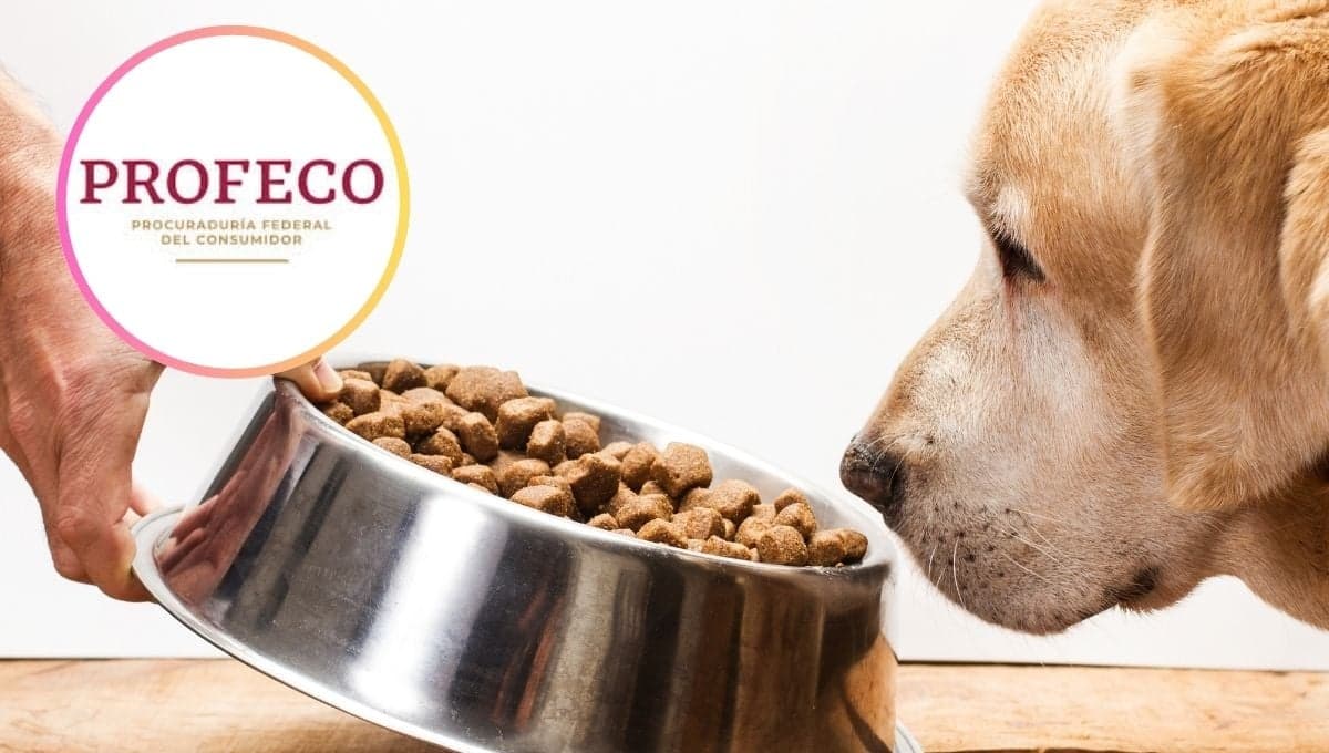 ¿Cuáles son las mejores croquetas ECONÓMICAS para perro?