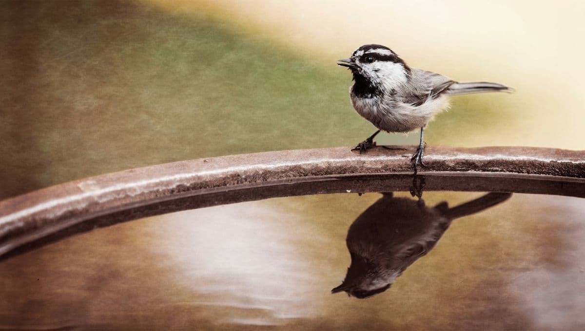 Así puedes hacer un bebedero casero para pájaros
