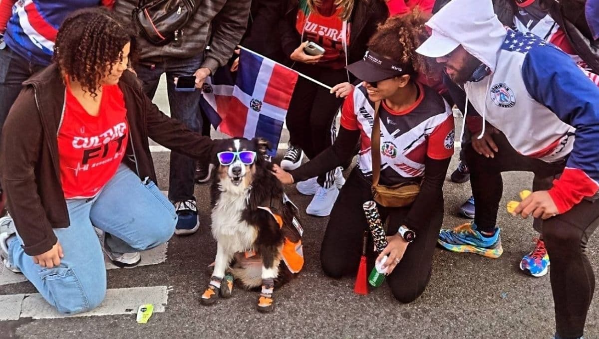 Conoce a Syndey, la Pastor Australiano que corrió el maratón de Nueva York y ganó su medalla | FOTOS