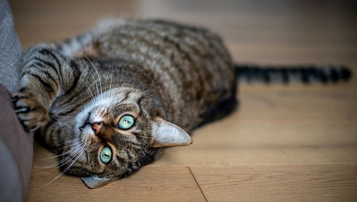 Cómo evitar que mi gato arañe el sillón: 3 soluciones