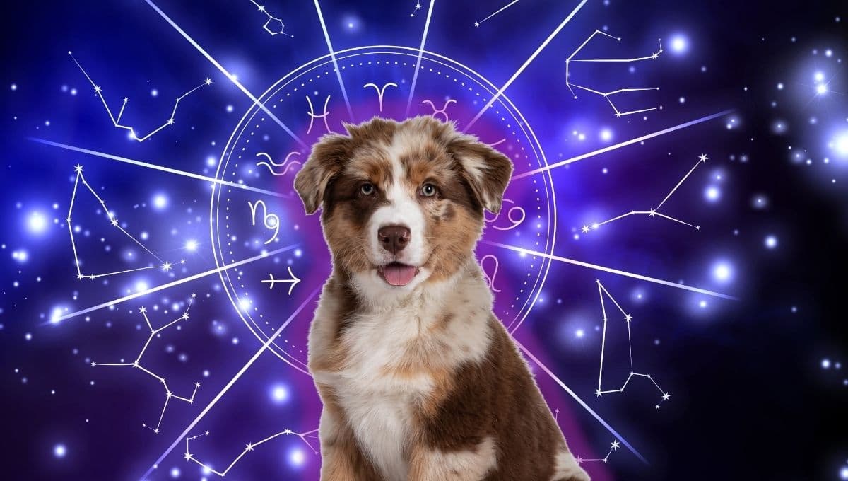 Horóscopo de tu perro: Las predicciones para tu lomito hoy jueves 7 de noviembre