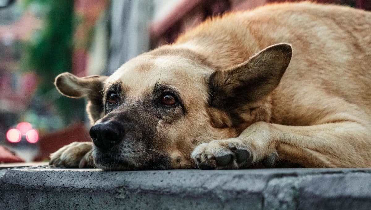 ¿Cómo denunciar maltrato animal de forma anónima en CDMX?