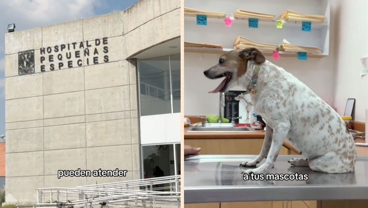 Hospital de Pequeñas Especies de la UNAM: dirección, costo y cómo sacar cita para tu mascota
