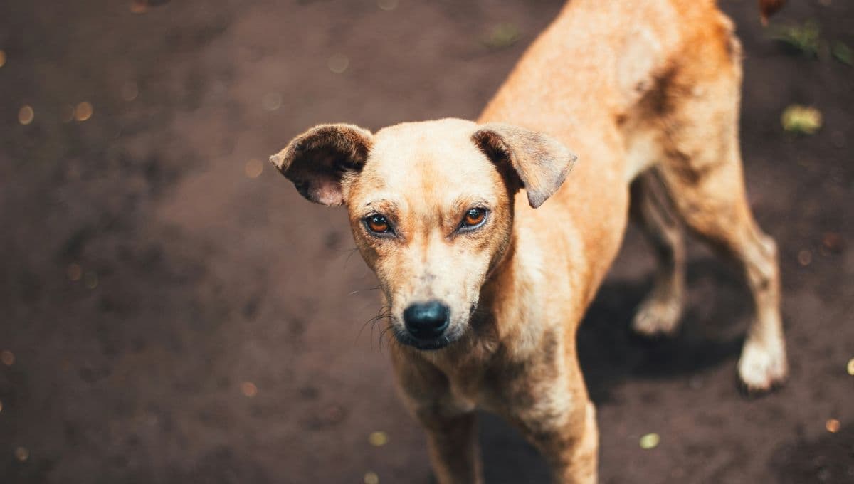 ¿Cómo evitar que mi perro muerda a las personas?