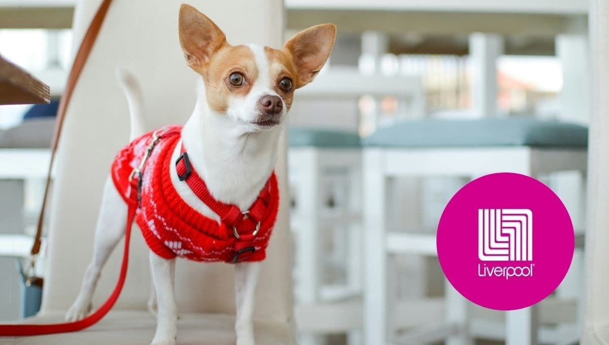 Liverpool tiene pijamas bonitas de Navidad en menos de 500 pesos para tus perros