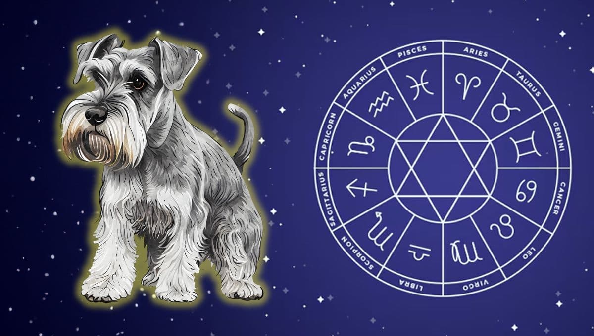 Horóscopo de tu perro: Las predicciones para tu lomito hoy viernes 8 de noviembre