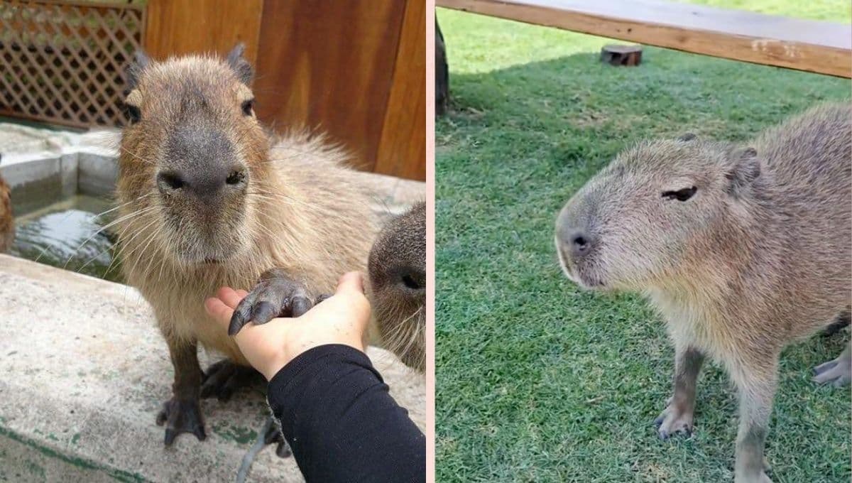 Acariciar capibaras en la Hacienda Panoaya: precio, horarios y cómo llegar