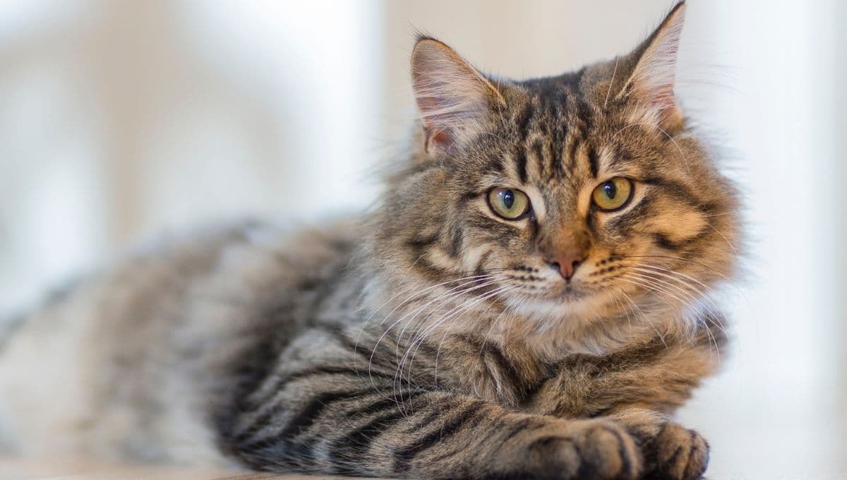 ¿Cómo tener un gato si soy alérgico?