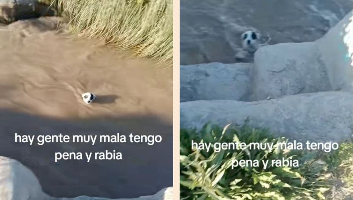Así fue el emotivo rescate de una perrita que fue aventada a un canal