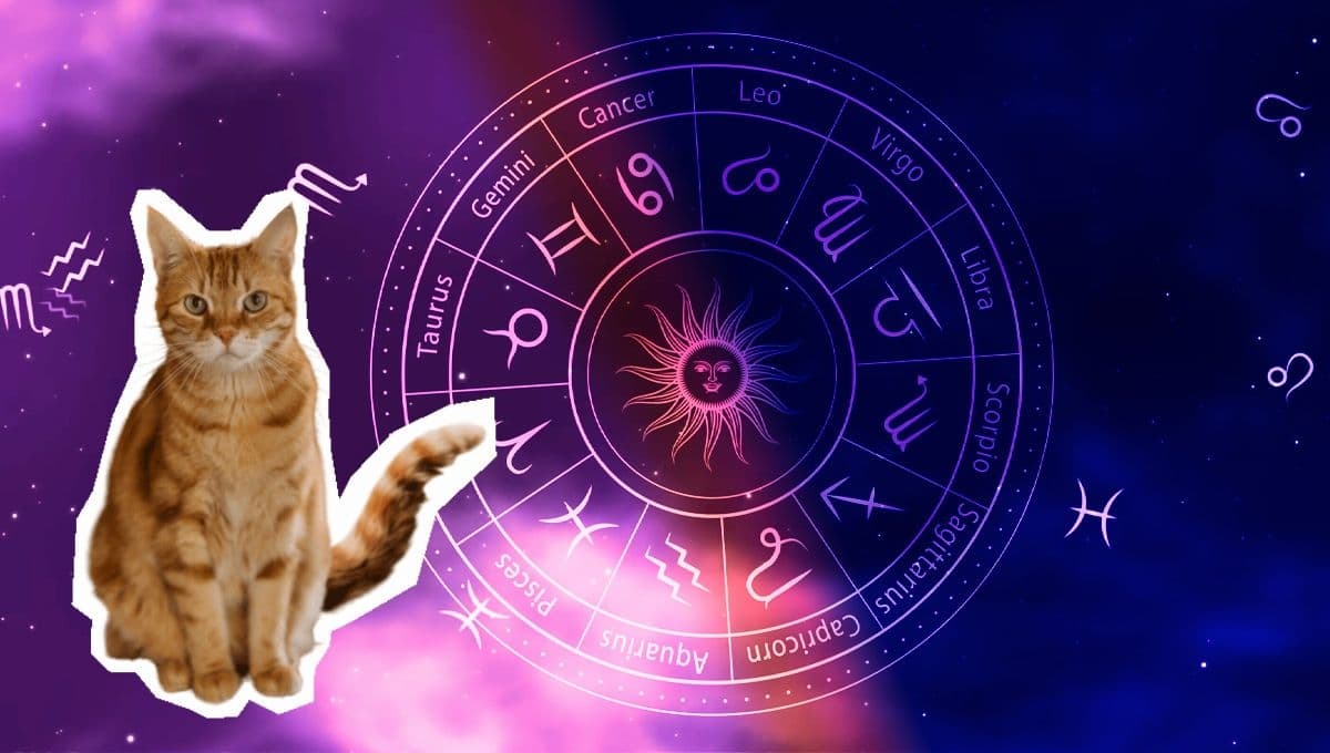 Horóscopo de tu gato: Las predicciones para tu michi hoy viernes 8 de noviembre