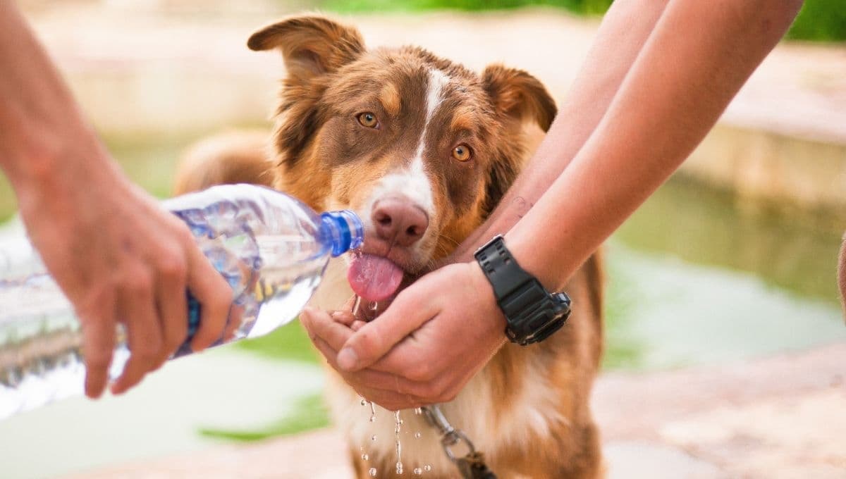 ¿Qué tipo de recipiente es mejor para el agua de los perros?