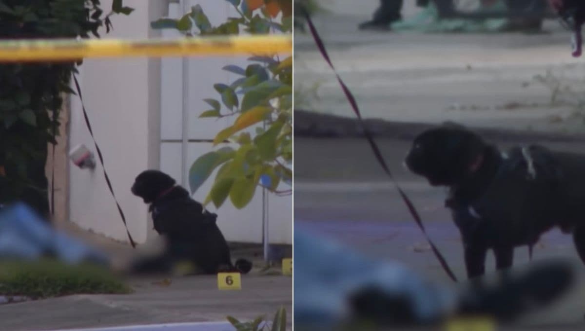 Fando’, el perrito que lloró y enfrentó el asesinato de su dueño en Jalisco