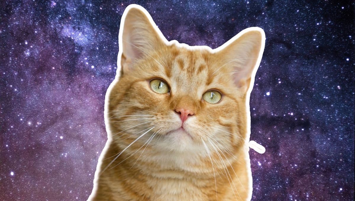 Horóscopo de tu gato: Las predicciones para tu michi hoy sábado 9  de noviembre