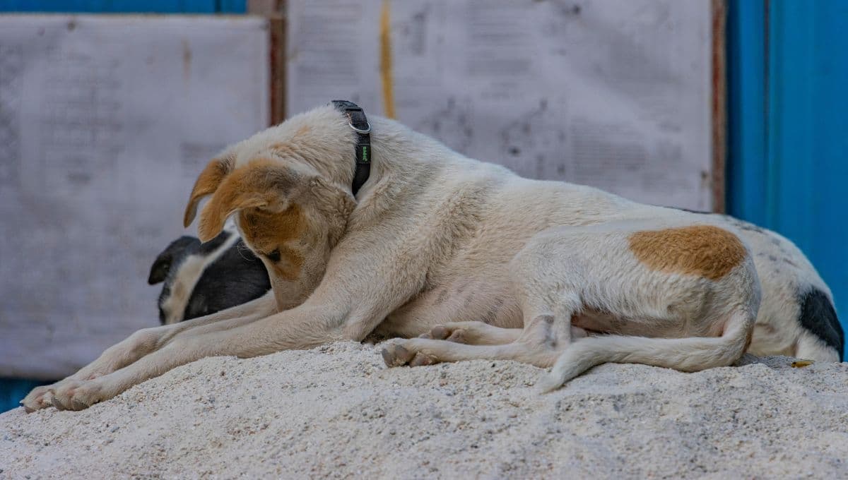 Perritos rescatados: Ella es Samy, la perra que vivía en la calle y ahora es feliz