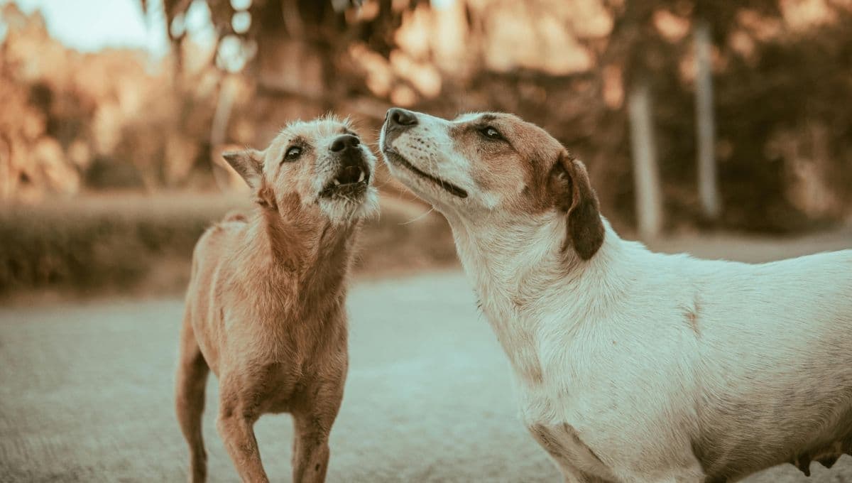 Ella es Loba, la perrita que padecía sarna y que ahora cuenta con una familia