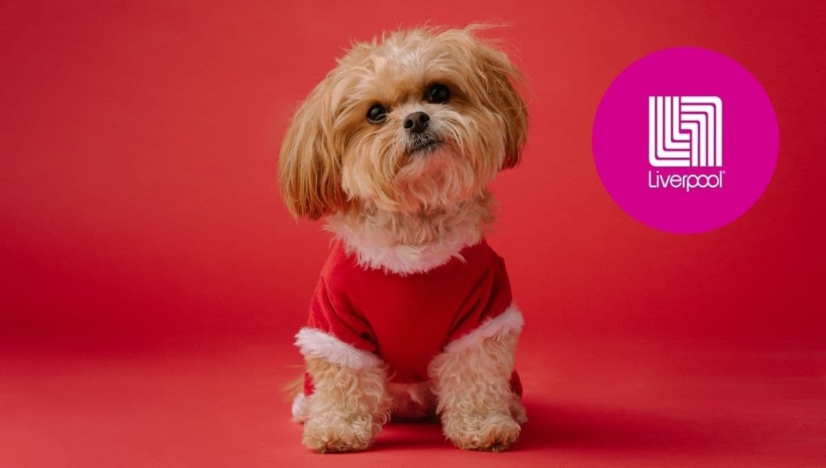 Liverpool tiene los mejores disfraces para perro de Navidad: desde una galleta, ¡hasta un árbol!