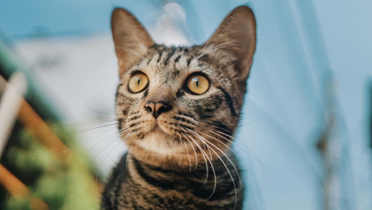 3 datos de alarma que debes poner atención si tu gato tiene fiebre