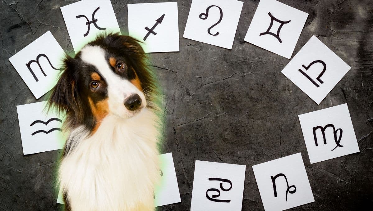 Horóscopo de tu perro: Las predicciones para tu lomito hoy martes 12 de noviembre