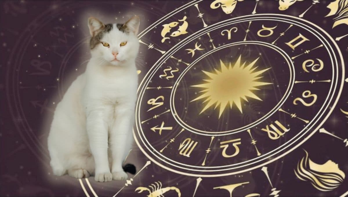 Horóscopo de tu gato: Las predicciones para tu michi hoy domingo 17 de noviembre